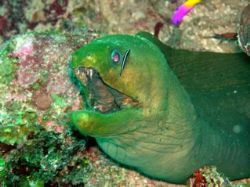 This picture of a Morey Eel was taken in Belize using an ... by Amanda Weinkauf 